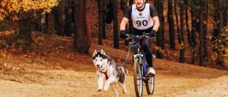 How to transport a dog on a bicycle: the best ways