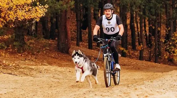 How to transport a dog on a bicycle: the best ways